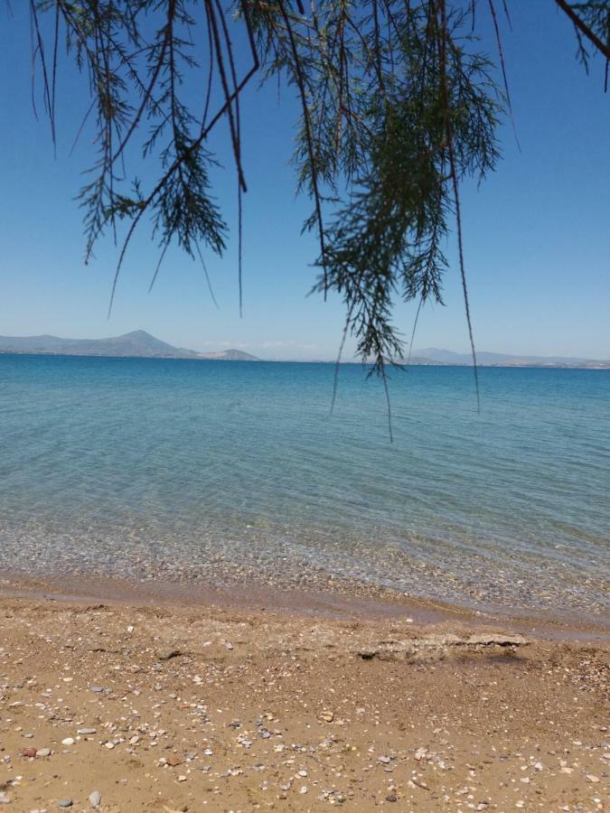 Beautiful Summer Villa In Chalkoutsi Khalkoutsion Bagian luar foto